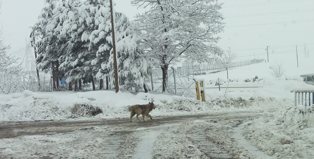 Göksun ilçesine kurt indi