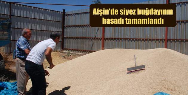 Afşin’de siyez buğdayının hasadı tamamlandı