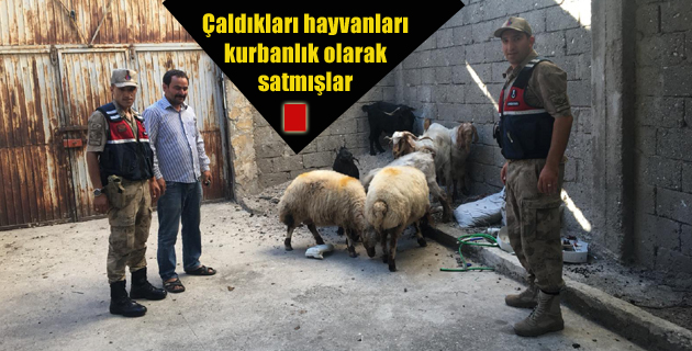 Çaldıkları hayvanları kurbanlık olarak satmışlar