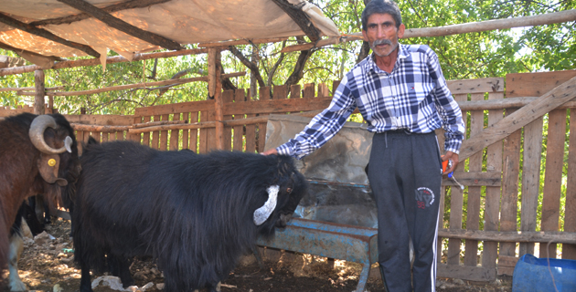 Kahramanmaraş’ta satışa sunulan 120 kilogramlık keçi alıcısını bekliyor