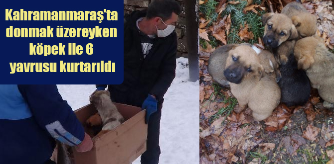 Kahramanmaraş’ta donmak üzereyken köpek ile 6 yavrusu kurtarıldı