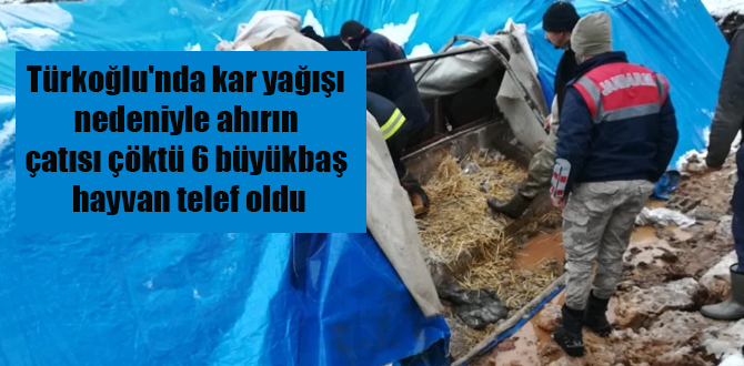 Türkoğlu’nda kar yağışı nedeniyle ahırın çatısı çöktü, 6 büyükbaş hayvan telef oldu
