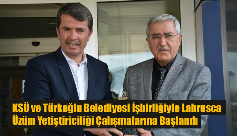 KSÜ ve Türkoğlu Belediyesi İşbirliğiyle Labrusca Üzüm Yetiştiriciliği Çalışmalarına Başlandı