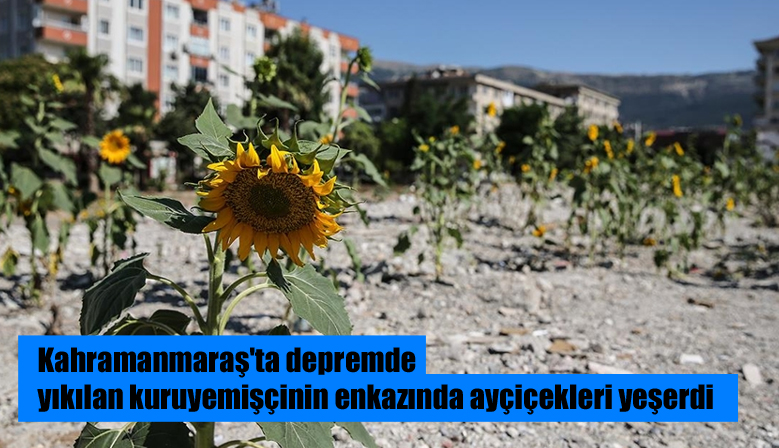 Kahramanmaraş’ta depremde yıkılan kuruyemişçinin enkazında ayçiçekleri yeşerdi