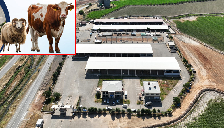 Kahramanmaraş’ta Canlı Hayvan Pazarı Açıldı